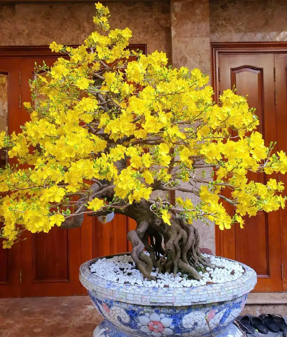 Vườn Mai Bonsai-Cổ Thụ Hà Ba Trận