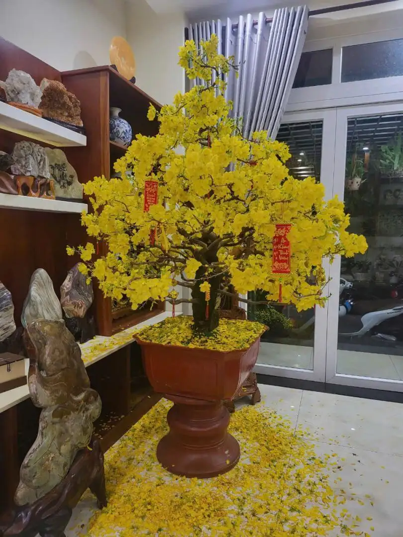 Vườn Mai Bonsai-Cổ Thụ Hà Ba Trận