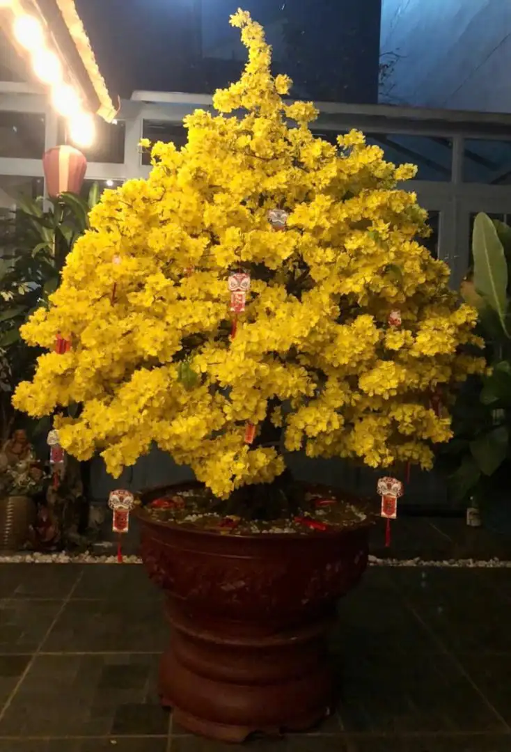 Vườn Mai Bonsai-Cổ Thụ Hà Ba Trận