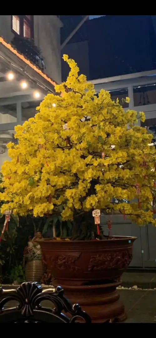Vườn Mai Bonsai-Cổ Thụ Hà Ba Trận