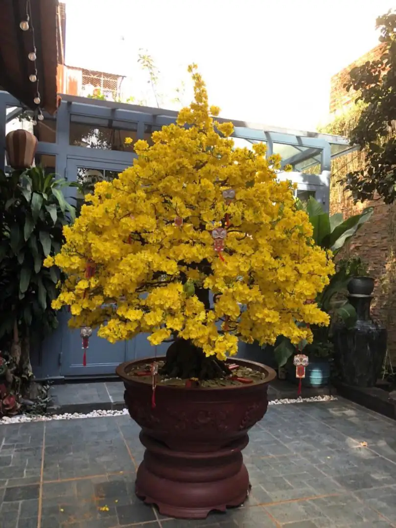 Vườn Mai Bonsai-Cổ Thụ Hà Ba Trận