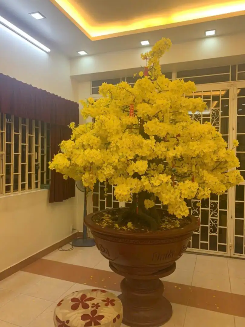 Vườn Mai Bonsai-Cổ Thụ Hà Ba Trận