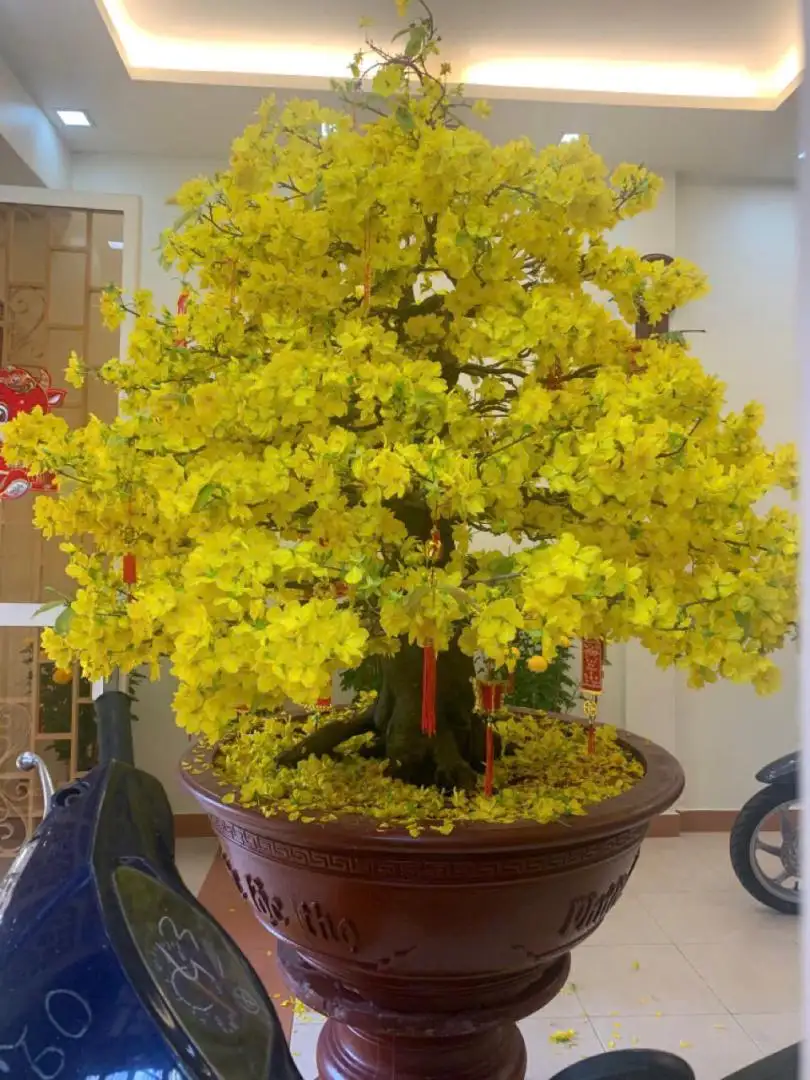 Vườn Mai Bonsai-Cổ Thụ Hà Ba Trận