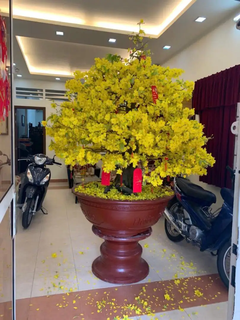 Vườn Mai Bonsai-Cổ Thụ Hà Ba Trận