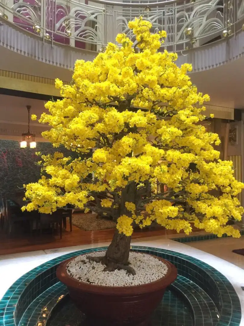 Vườn Mai Bonsai-Cổ Thụ Hà Ba Trận