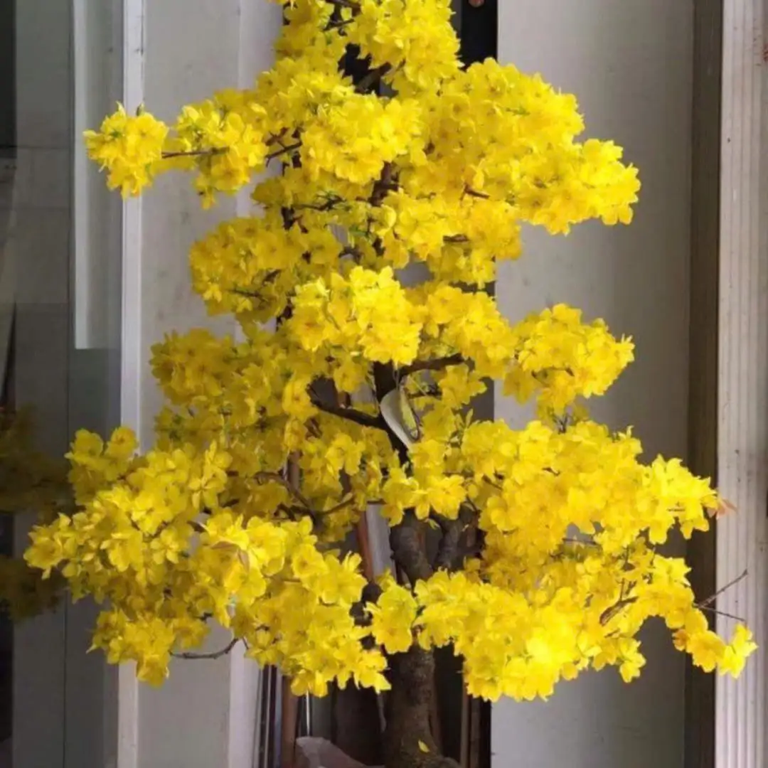 Vườn Mai Bonsai-Cổ Thụ Hà Ba Trận