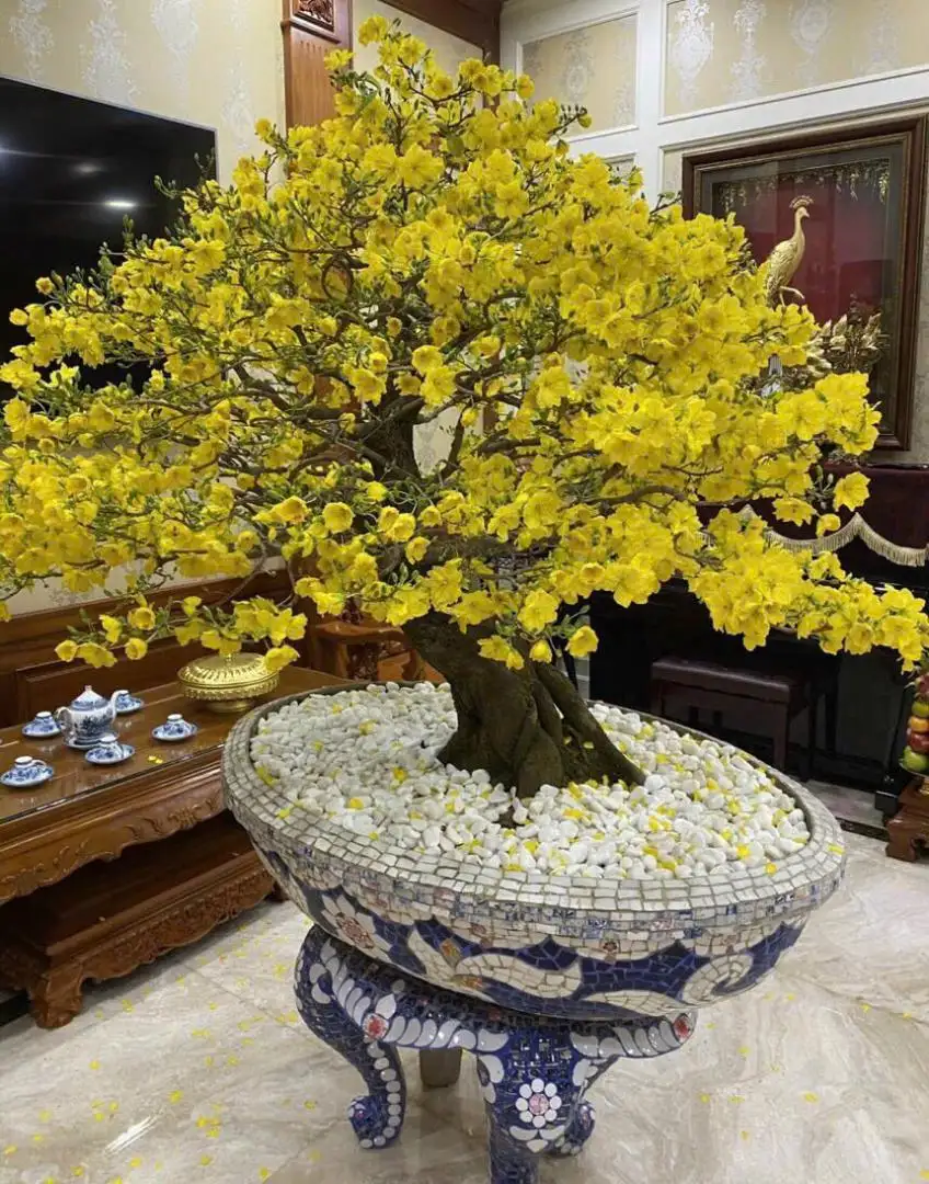Vườn Mai Bonsai-Cổ Thụ Hà Ba Trận