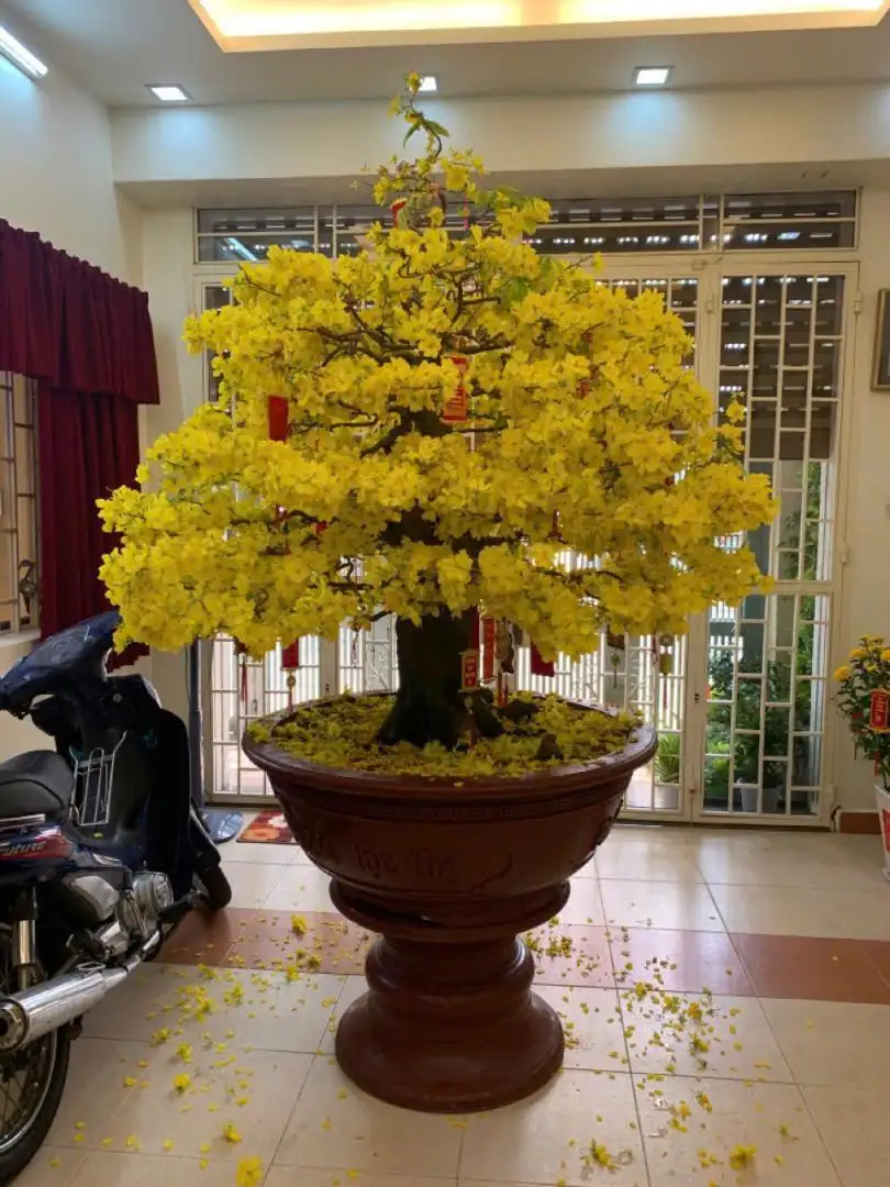 Vườn Mai Bonsai-Cổ Thụ Hà Ba Trận