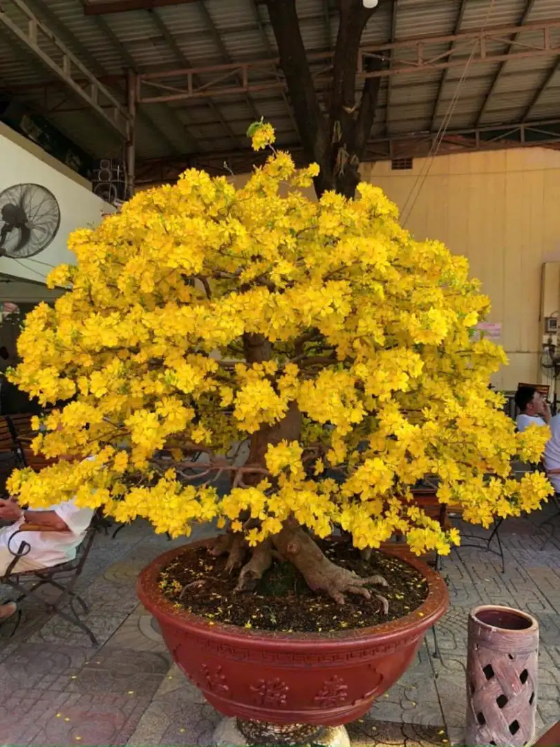 Vườn Mai Bonsai-Cổ Thụ Hà Ba Trận