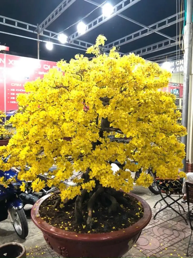 Vườn Mai Bonsai-Cổ Thụ Hà Ba Trận