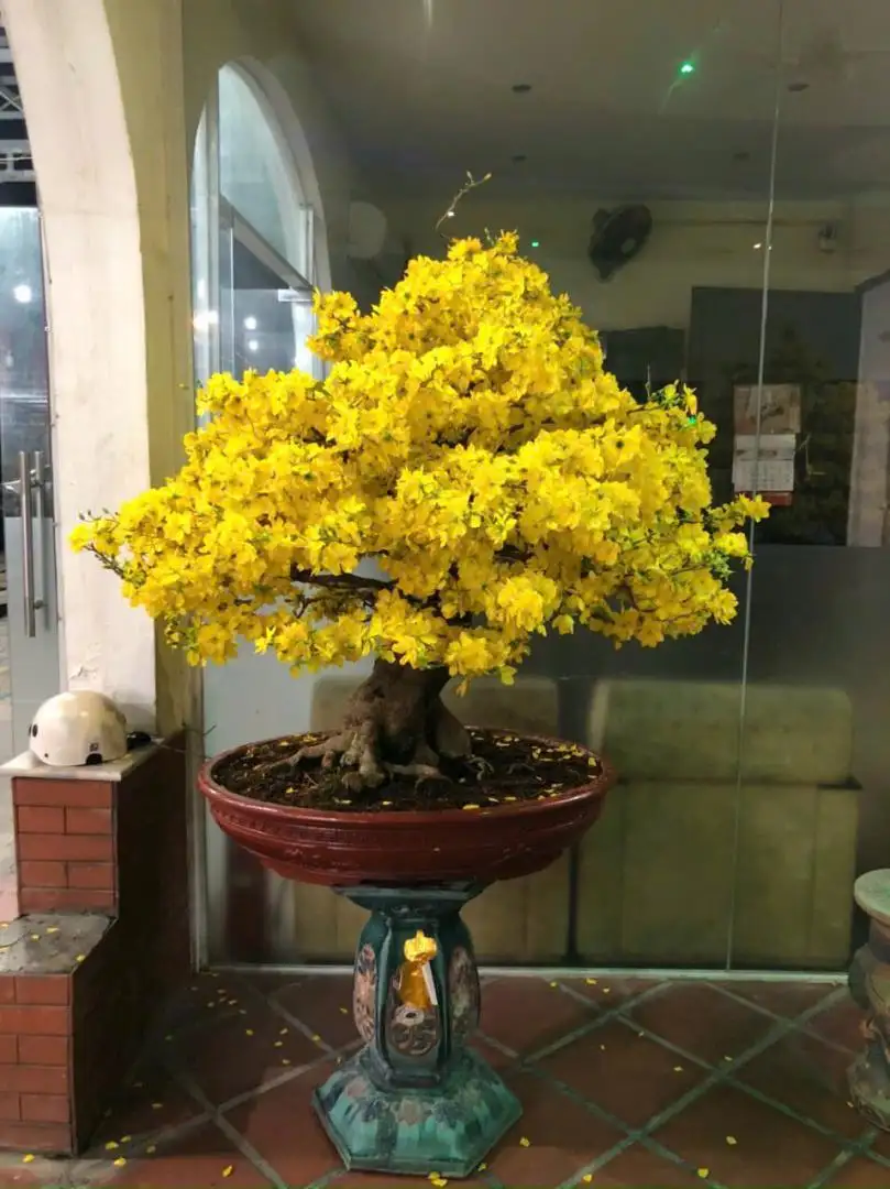 Vườn Mai Bonsai-Cổ Thụ Hà Ba Trận