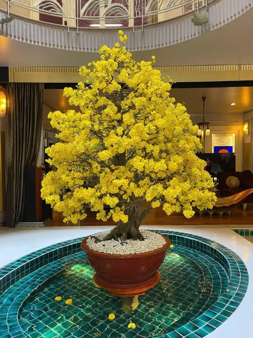 Vườn Mai Bonsai-Cổ Thụ Hà Ba Trận