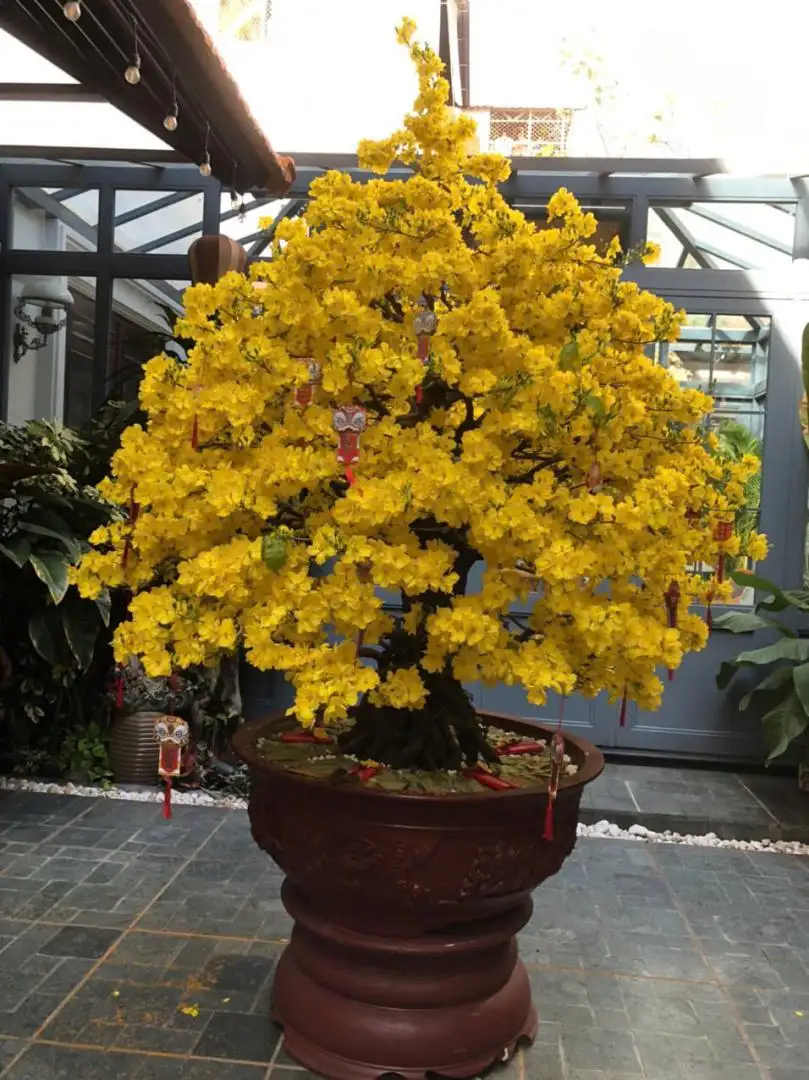 Vườn Mai Bonsai-Cổ Thụ Hà Ba Trận