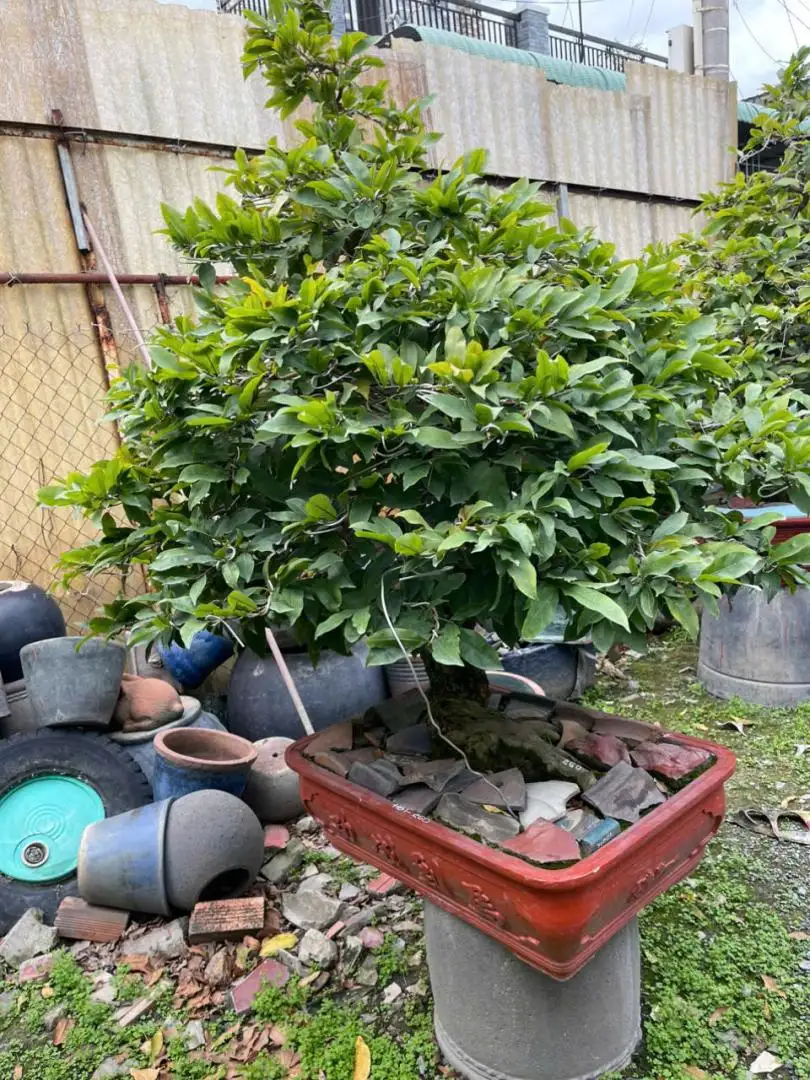 Vườn Mai Bonsai-Cổ Thụ Hà Ba Trận