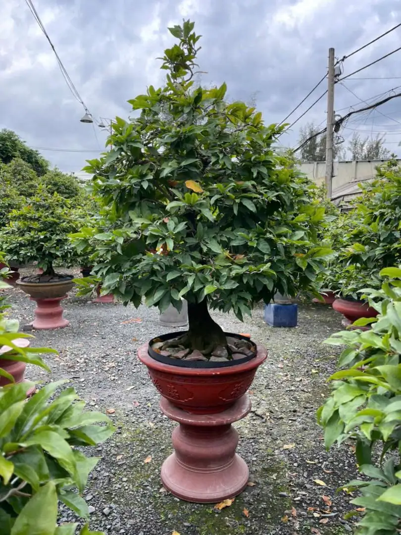 Vườn Mai Bonsai-Cổ Thụ Hà Ba Trận