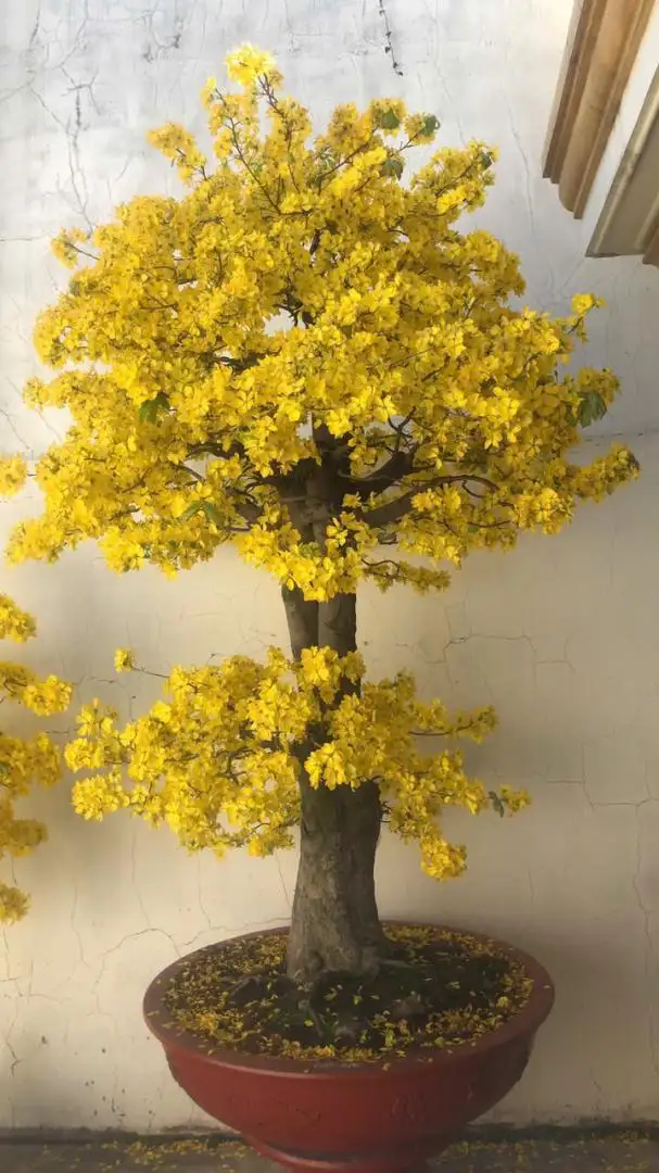Vườn Mai Bonsai-Cổ Thụ Hà Ba Trận