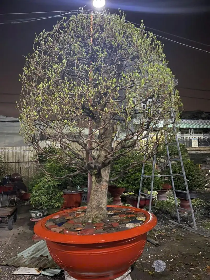 Vườn Mai Bonsai-Cổ Thụ Hà Ba Trận