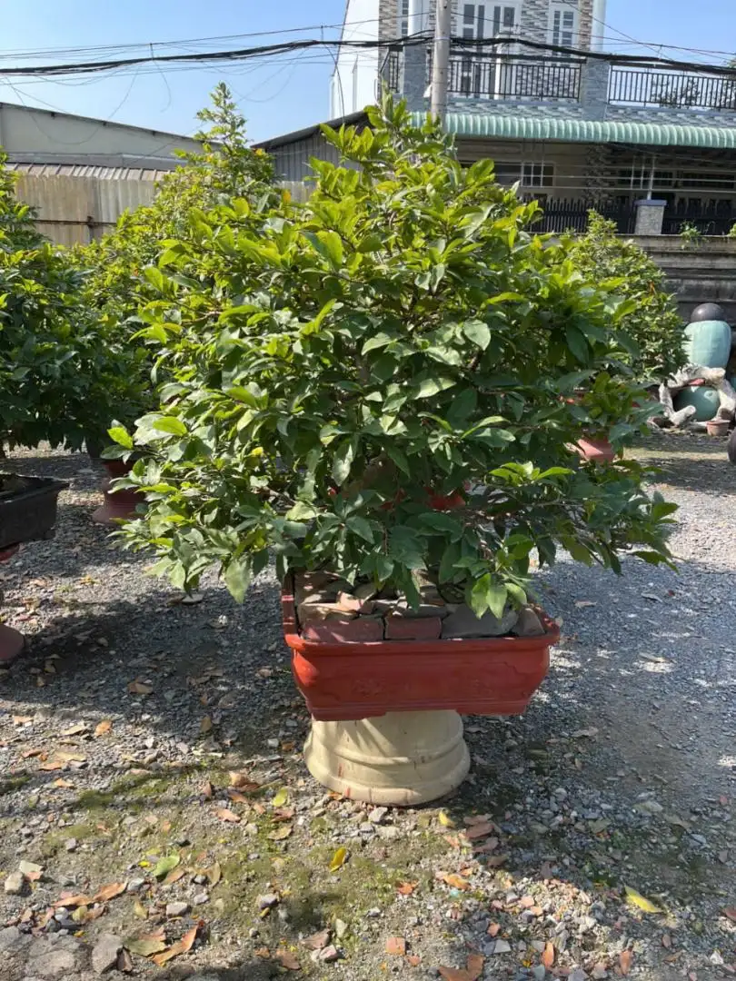 Vườn Mai Bonsai-Cổ Thụ Hà Ba Trận