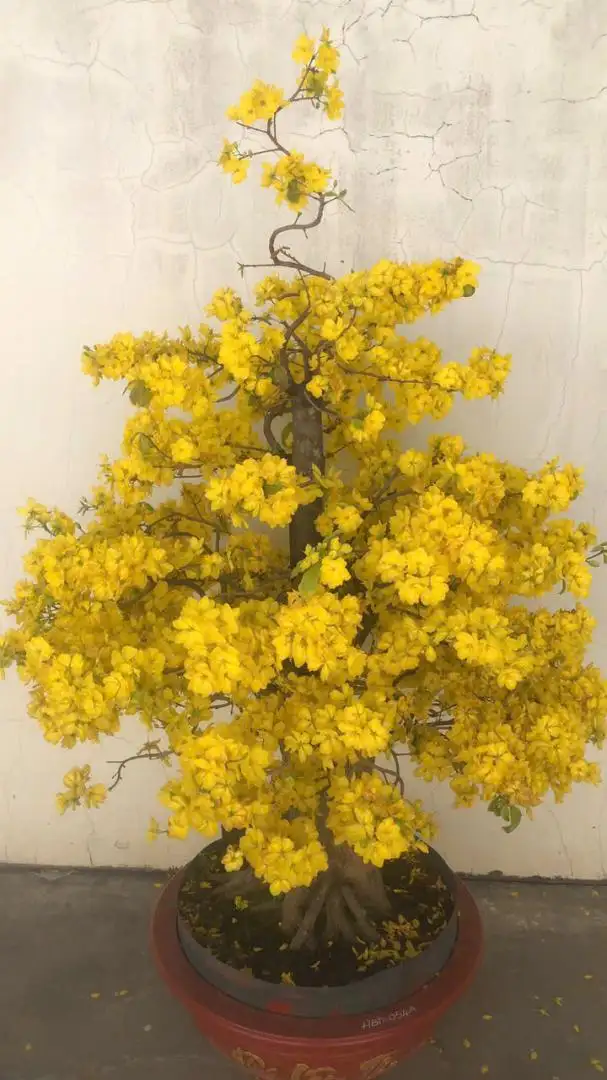 Vườn Mai Bonsai-Cổ Thụ Hà Ba Trận