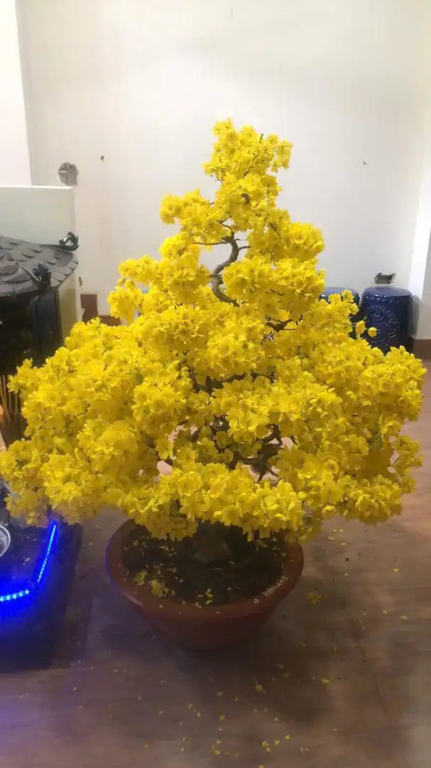 Vườn Mai Bonsai-Cổ Thụ Hà Ba Trận