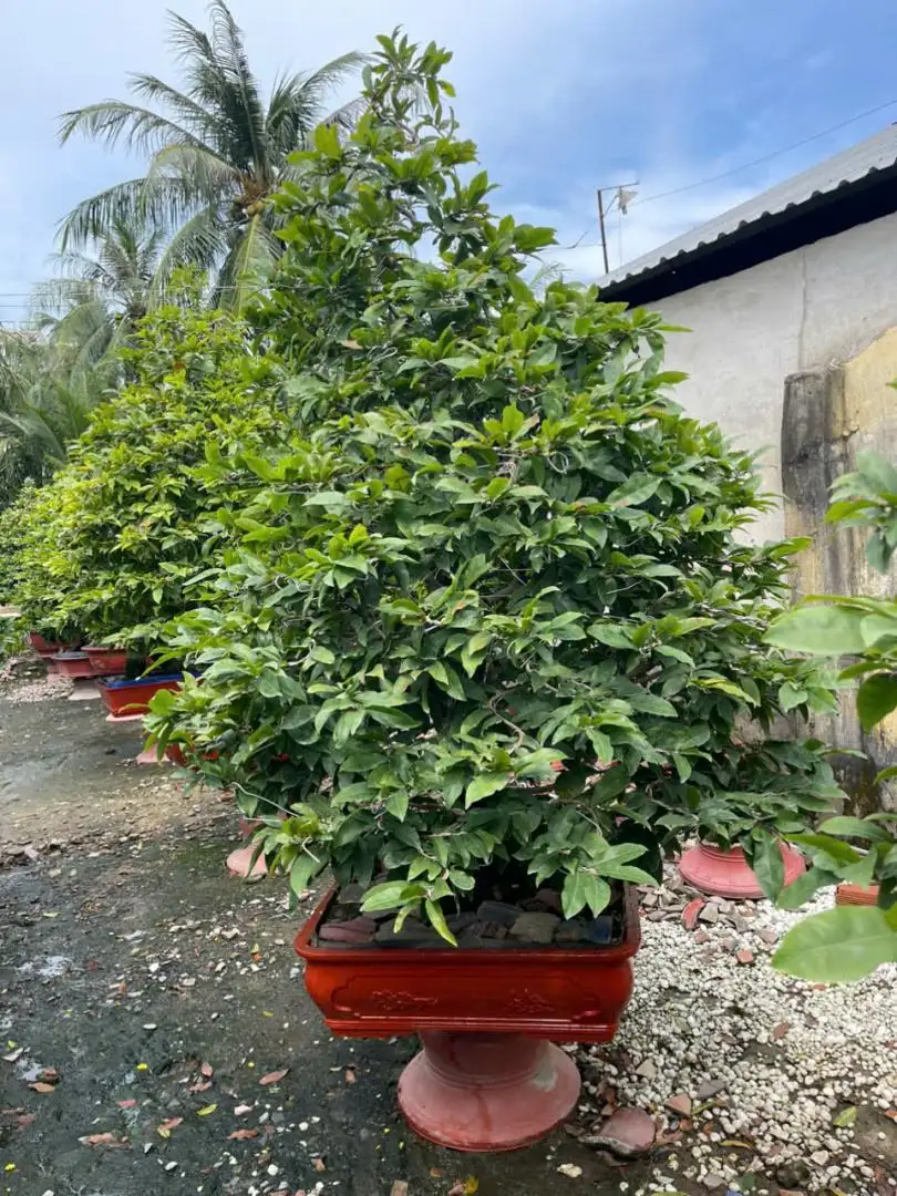 Vườn Mai Bonsai-Cổ Thụ Hà Ba Trận