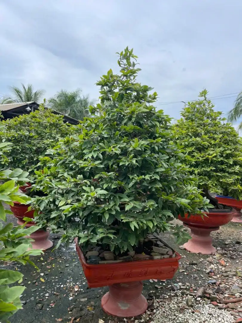 Vườn Mai Bonsai-Cổ Thụ Hà Ba Trận