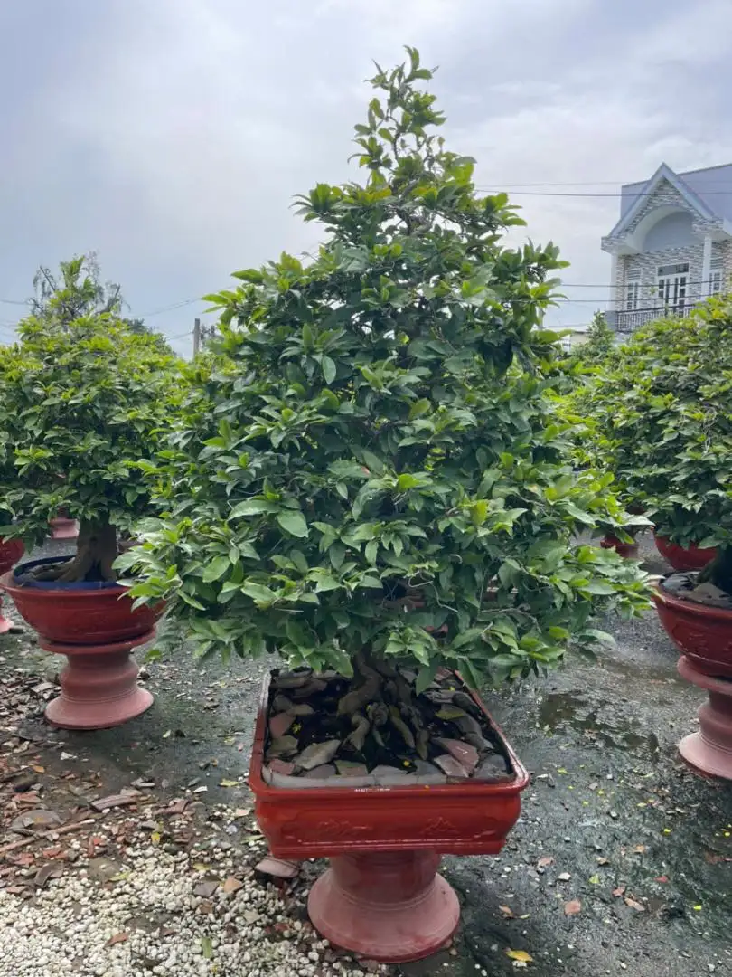 Vườn Mai Bonsai-Cổ Thụ Hà Ba Trận