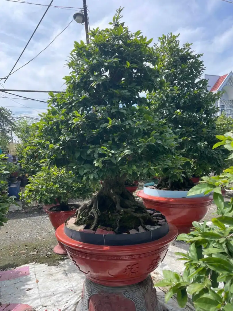 Vườn Mai Bonsai-Cổ Thụ Hà Ba Trận
