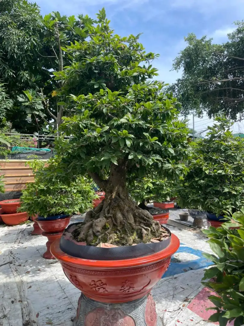 HBT - HÌNH MẪU 51