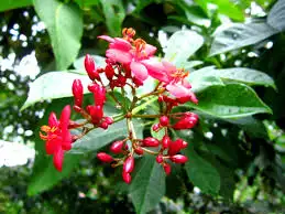 Vườn Mai Bonsai-Cổ Thụ Hà Ba Trận