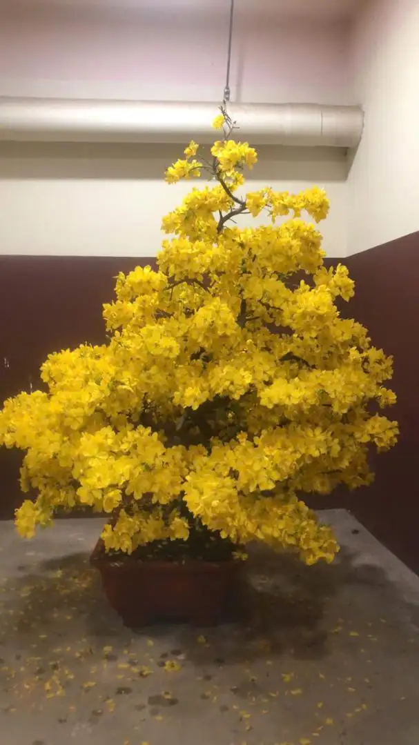 Vườn Mai Bonsai-Cổ Thụ Hà Ba Trận