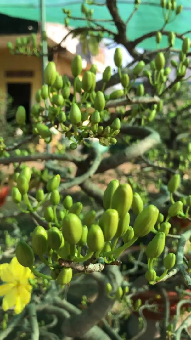 Vườn Mai Bonsai-Cổ Thụ Hà Ba Trận