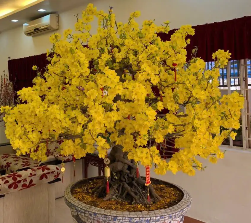 Vườn Mai Bonsai-Cổ Thụ Hà Ba Trận