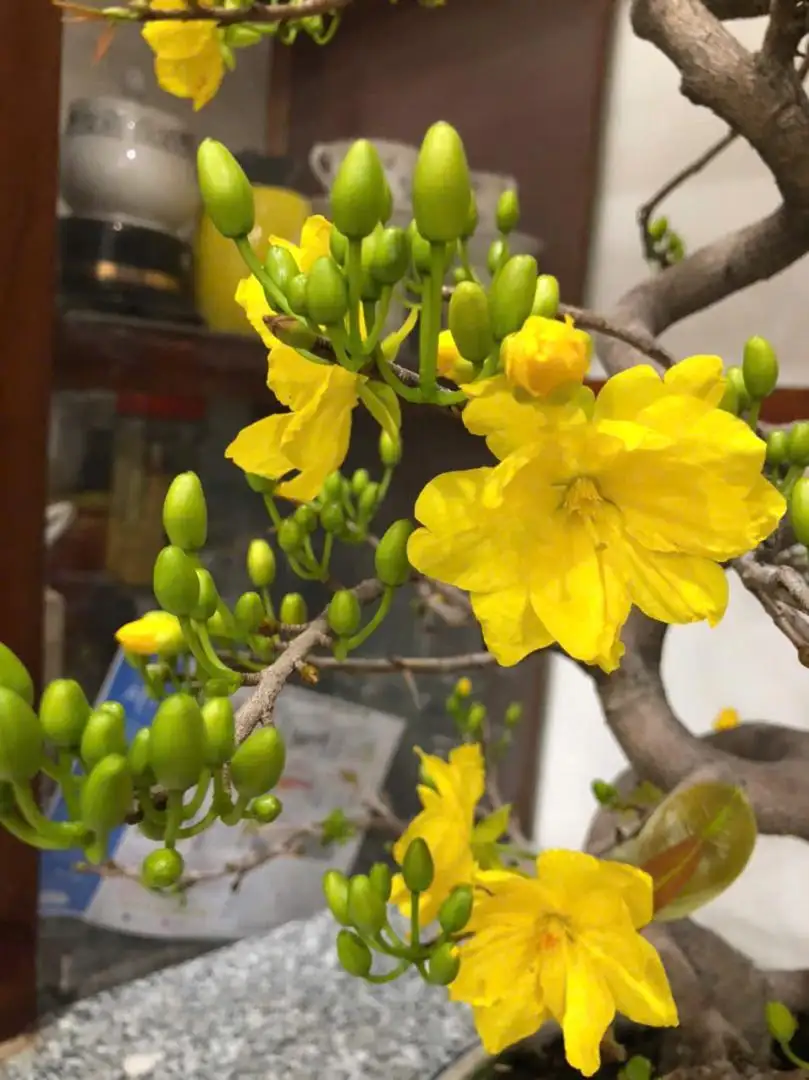 Vườn Mai Bonsai-Cổ Thụ Hà Ba Trận