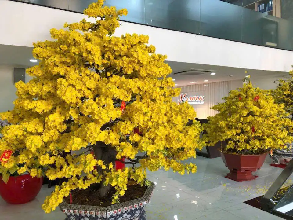 Vườn Mai Bonsai-Cổ Thụ Hà Ba Trận