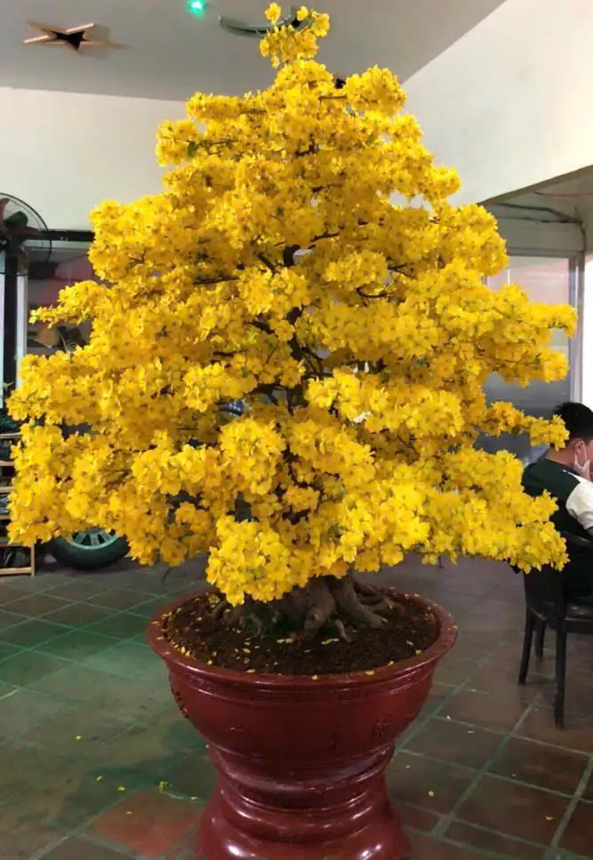 Vườn Mai Bonsai-Cổ Thụ Hà Ba Trận