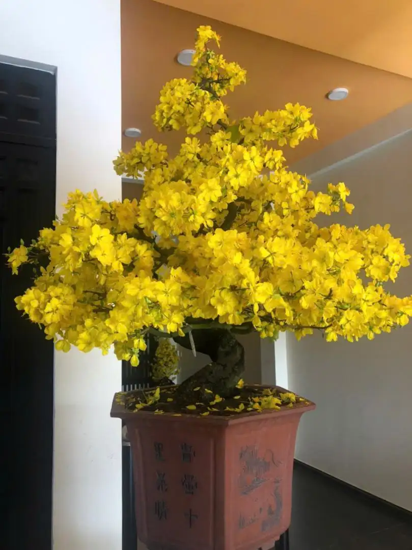 Vườn Mai Bonsai-Cổ Thụ Hà Ba Trận
