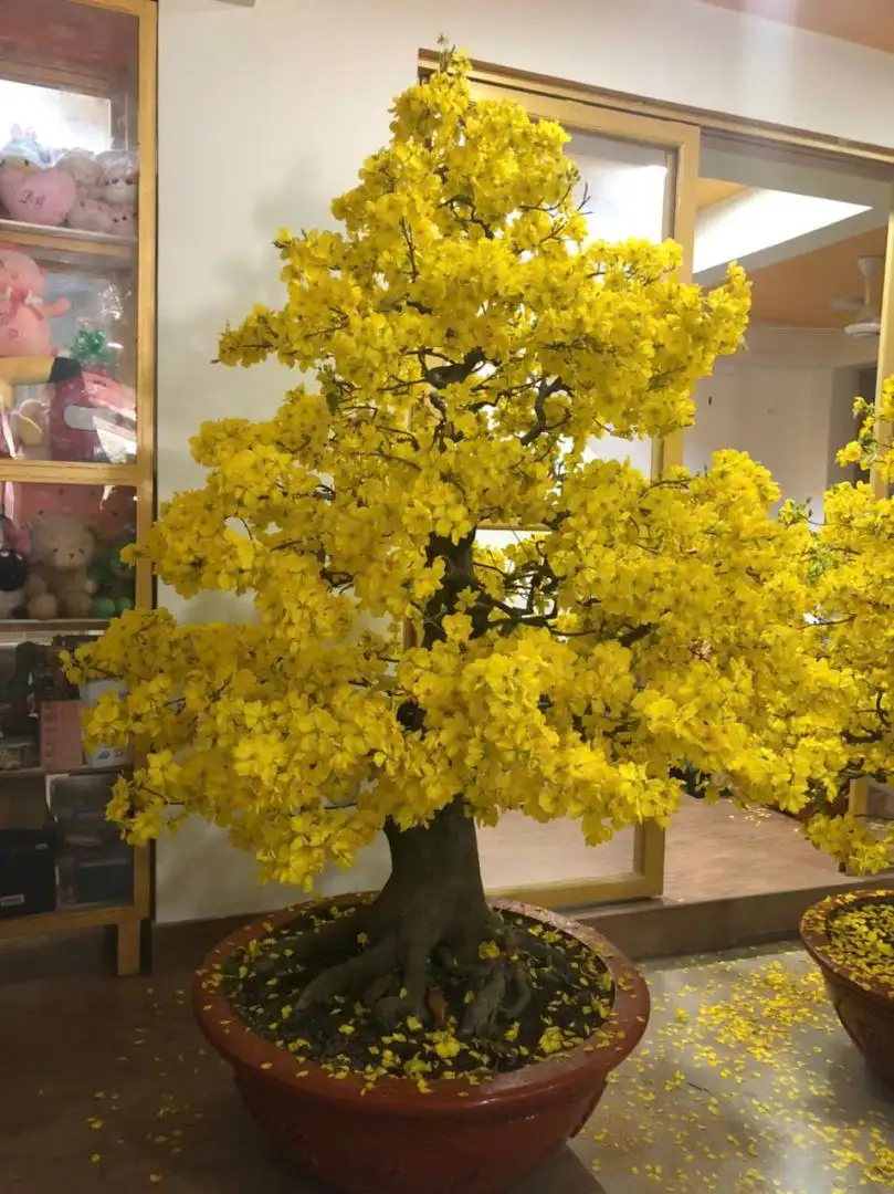Vườn Mai Bonsai-Cổ Thụ Hà Ba Trận