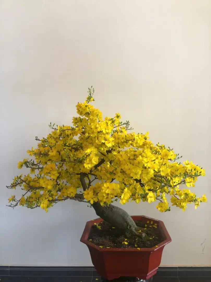 Vườn Mai Bonsai-Cổ Thụ Hà Ba Trận