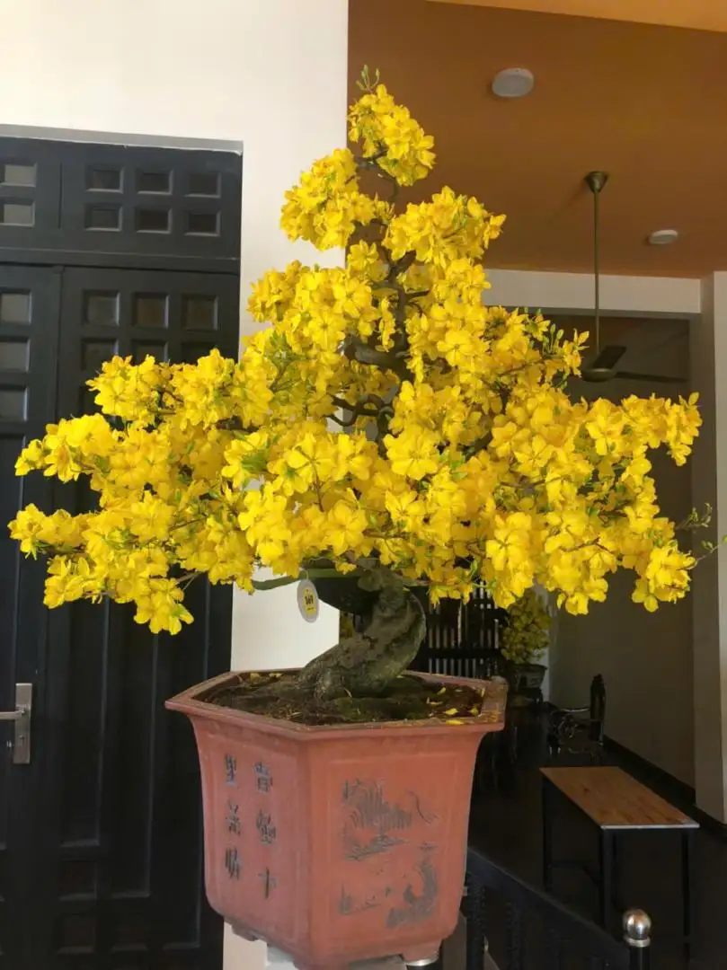 Vườn Mai Bonsai-Cổ Thụ Hà Ba Trận