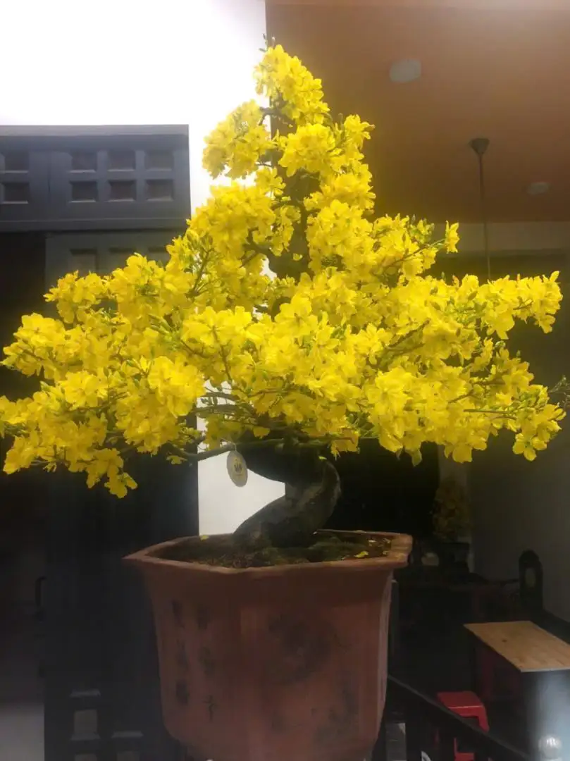 Vườn Mai Bonsai-Cổ Thụ Hà Ba Trận