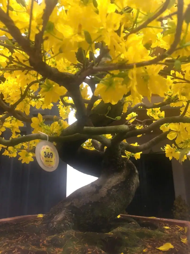 Vườn Mai Bonsai-Cổ Thụ Hà Ba Trận