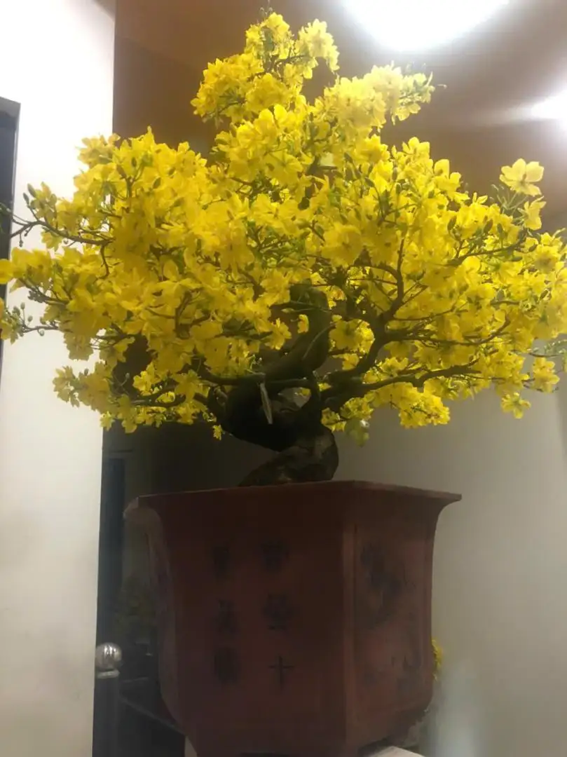 Vườn Mai Bonsai-Cổ Thụ Hà Ba Trận