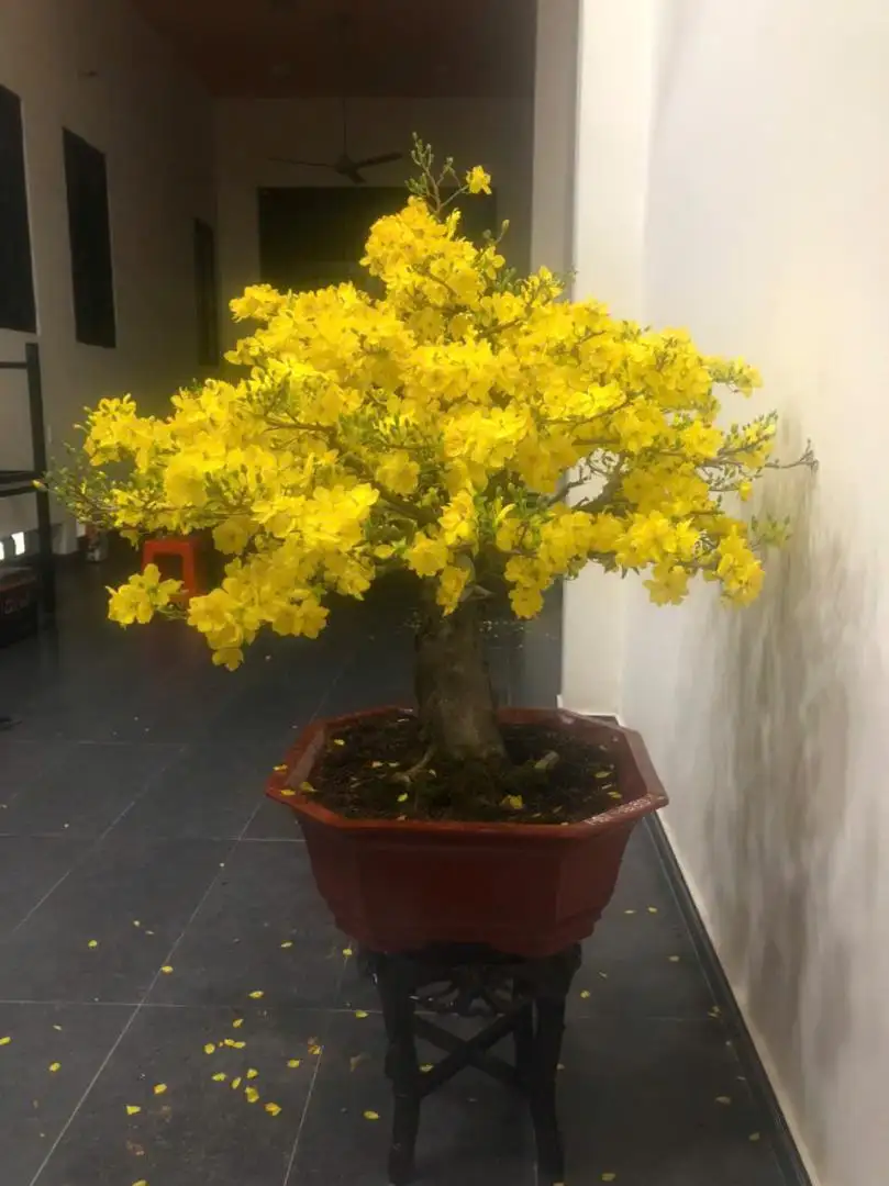 Vườn Mai Bonsai-Cổ Thụ Hà Ba Trận