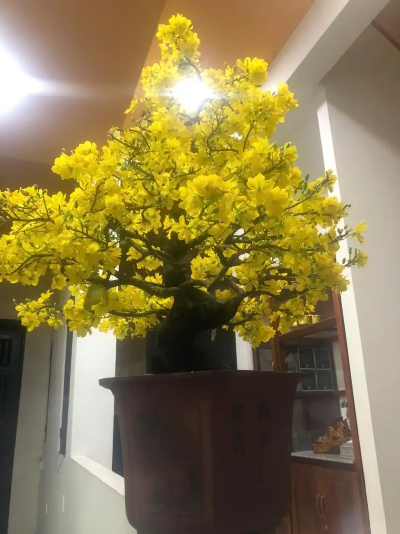 Vườn Mai Bonsai-Cổ Thụ Hà Ba Trận