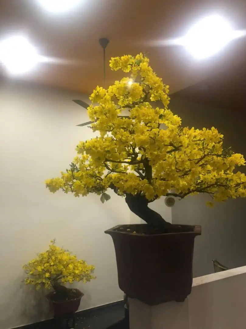 Vườn Mai Bonsai-Cổ Thụ Hà Ba Trận
