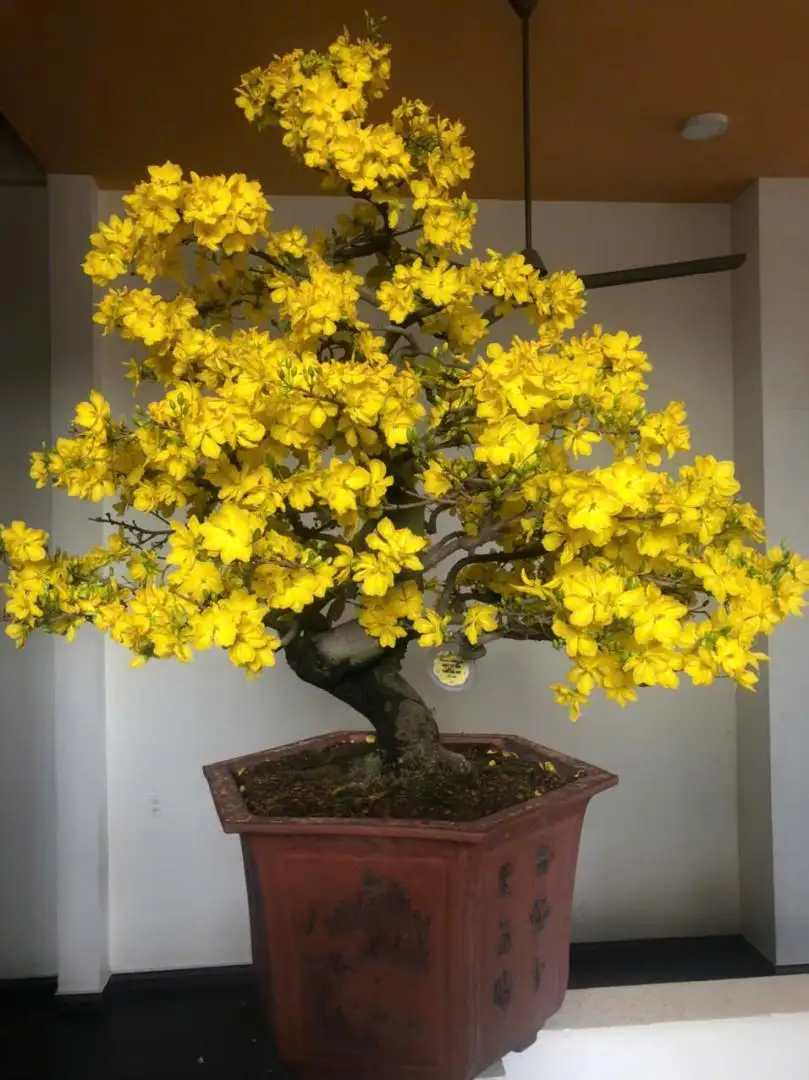 Vườn Mai Bonsai-Cổ Thụ Hà Ba Trận