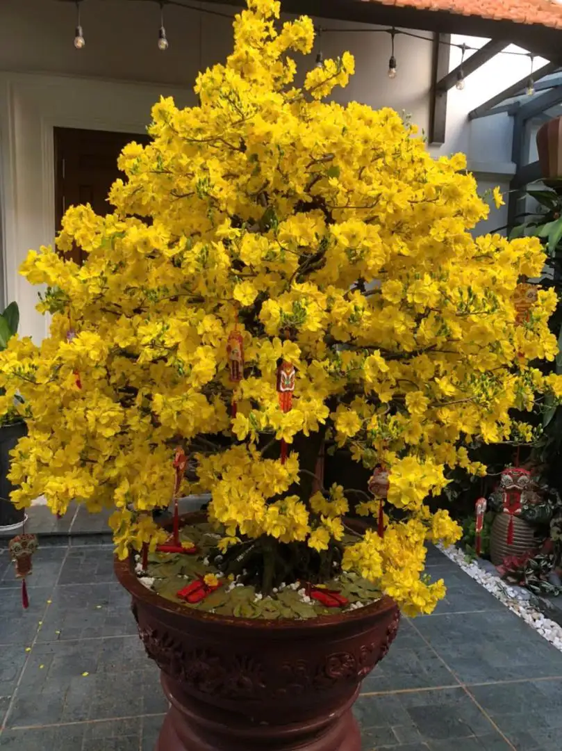 Vườn Mai Bonsai-Cổ Thụ Hà Ba Trận