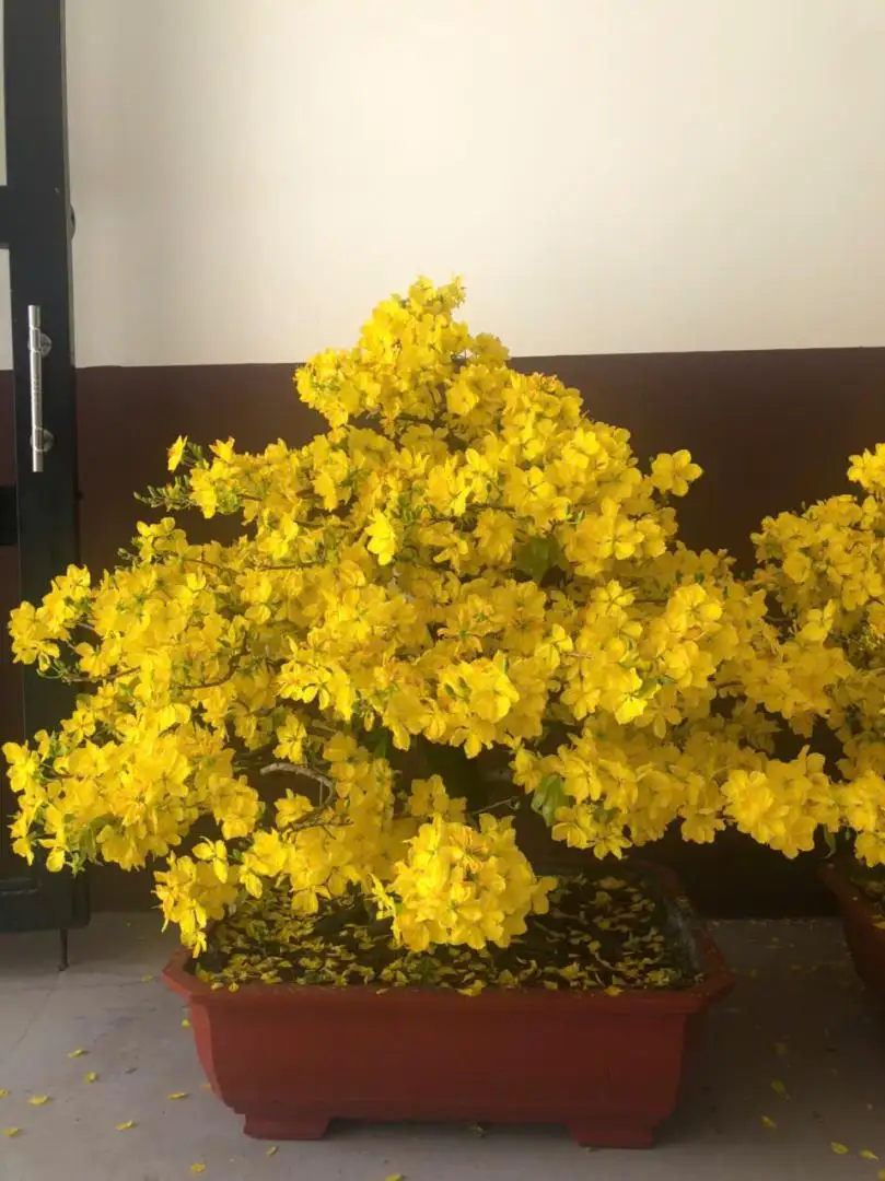 Vườn Mai Bonsai-Cổ Thụ Hà Ba Trận
