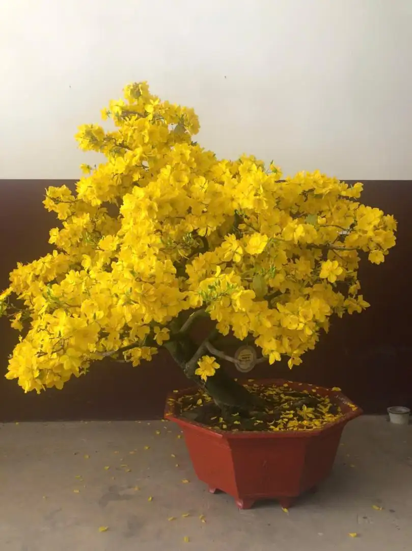 Vườn Mai Bonsai-Cổ Thụ Hà Ba Trận